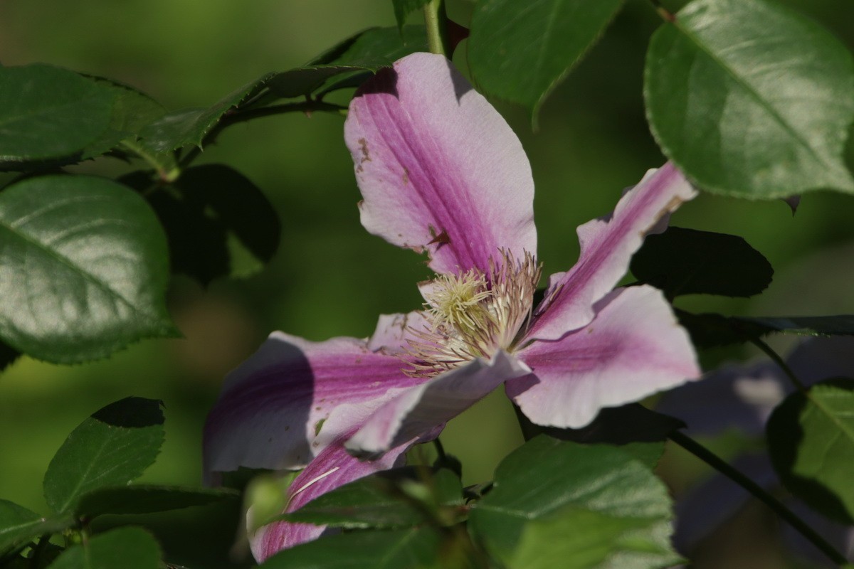 小区游拍——邻家花园