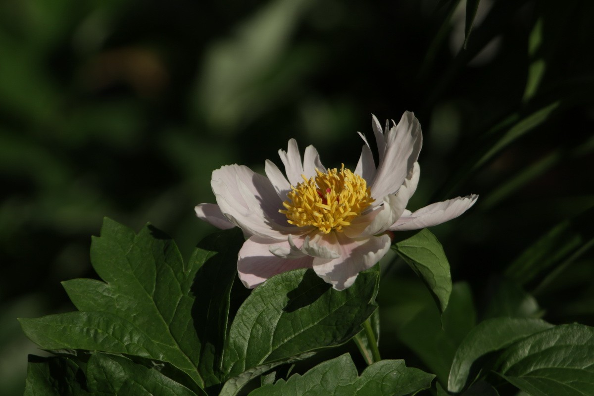 小区游拍——邻家花园