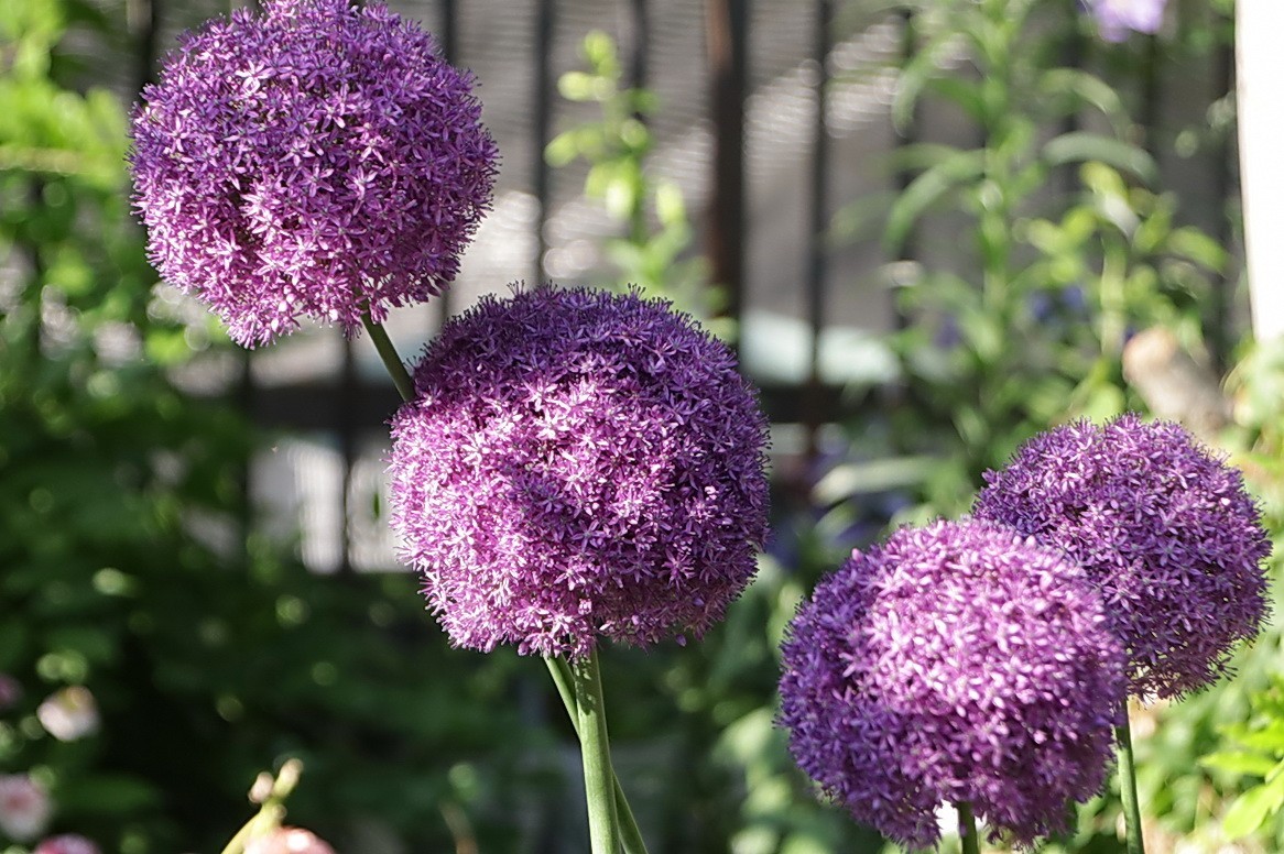 小区游拍——邻家花园
