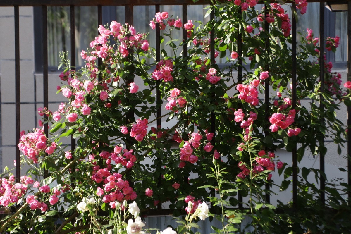 小区游拍——邻家花园