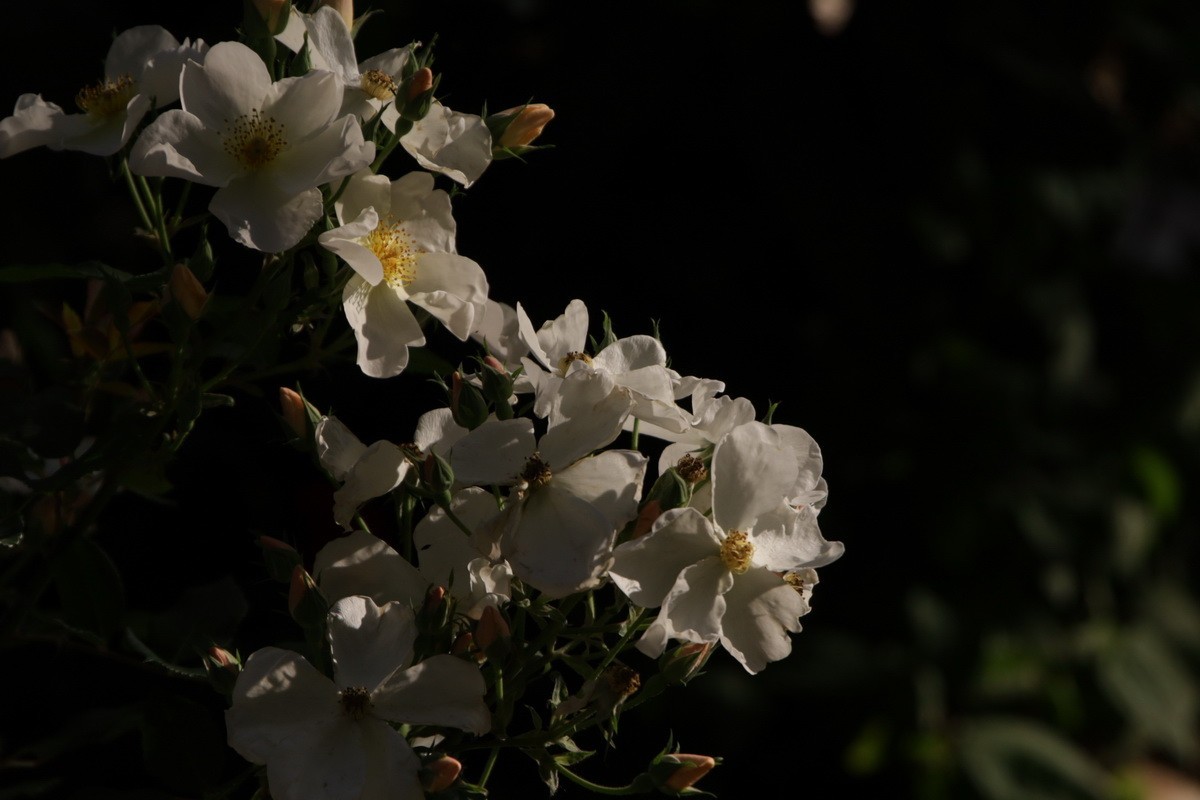 小区游拍——邻家花园