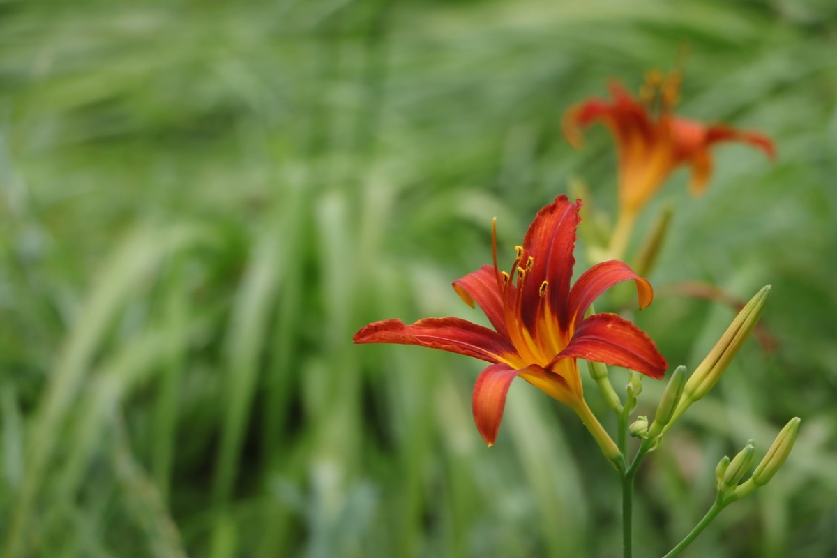 萱草花