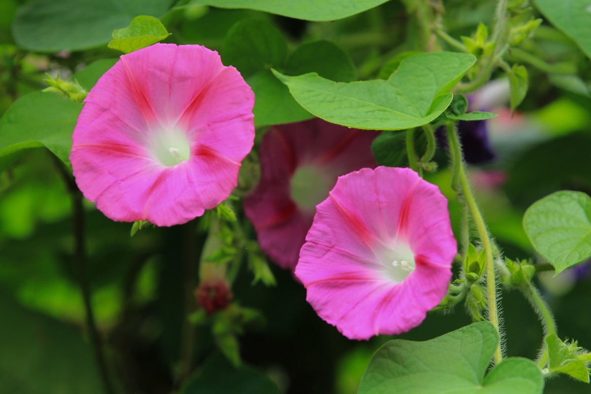 拍摄花卉一（353）