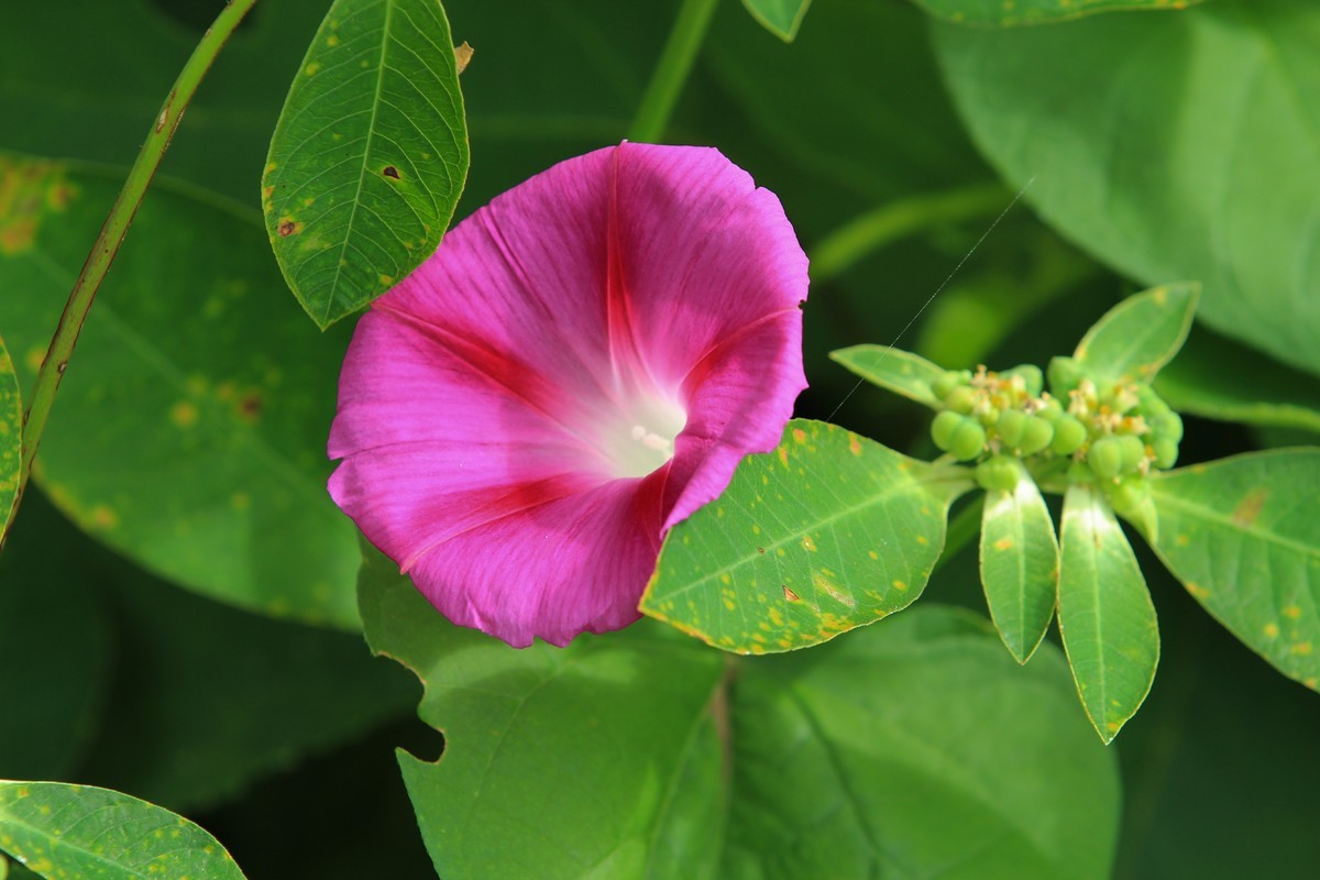 拍摄花卉一（353）