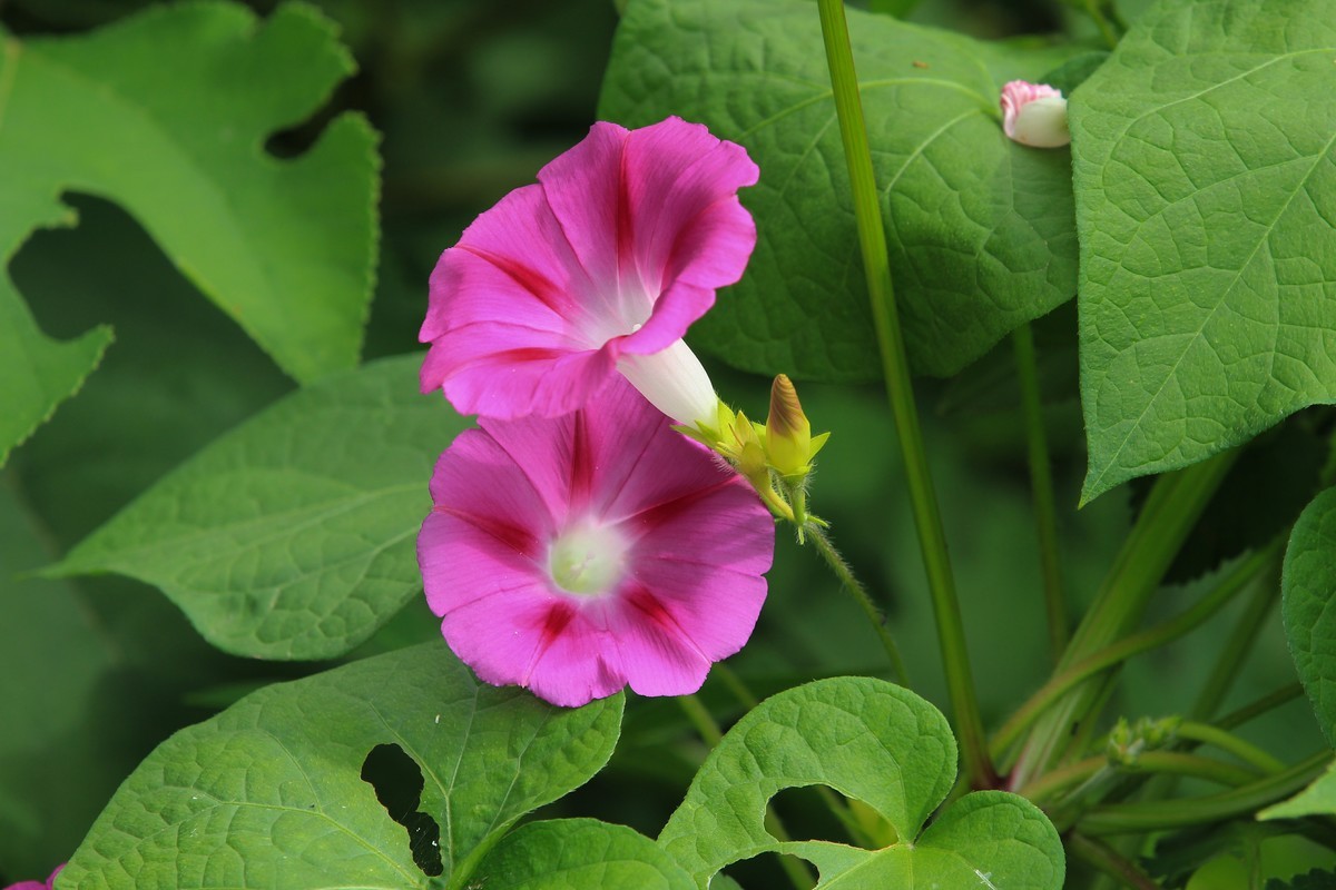 拍摄花卉一（353）