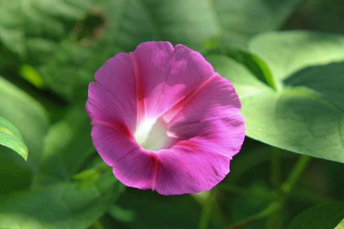 拍摄花卉一（353）