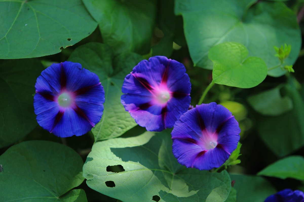 拍摄花卉一（353）