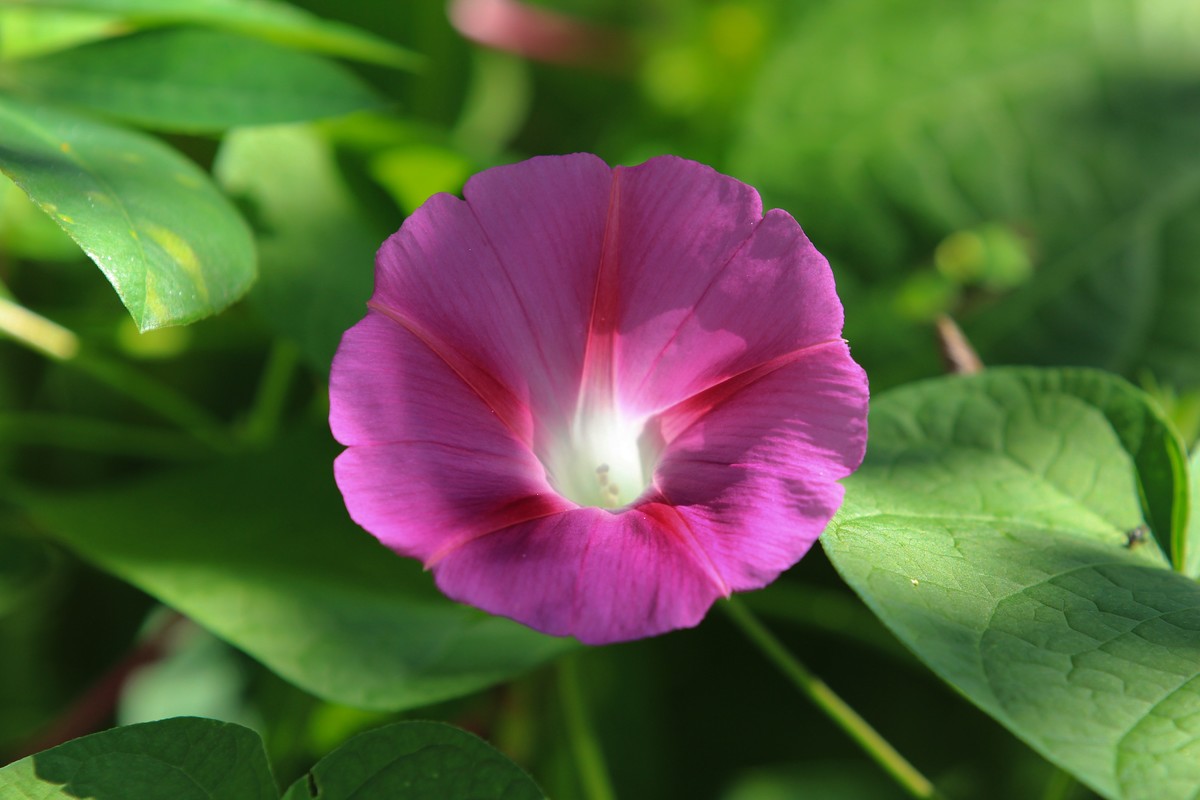 拍摄花卉一（353）