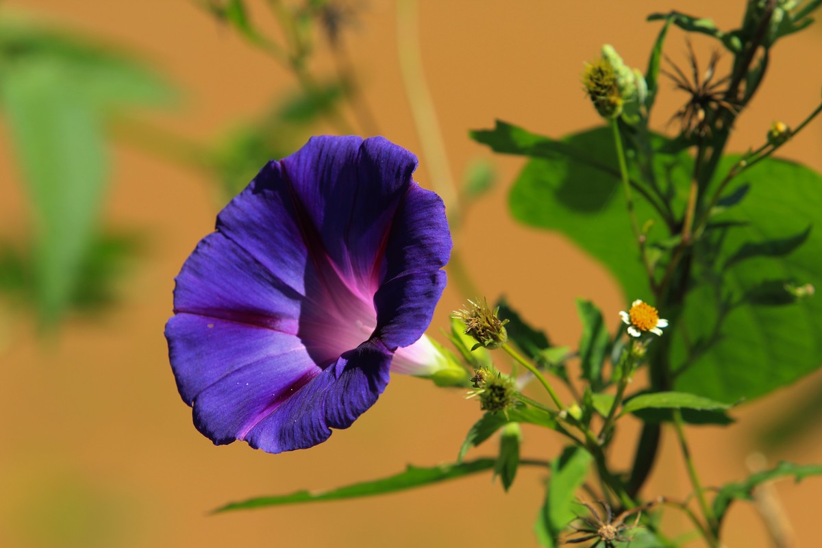 拍摄花卉一（353）