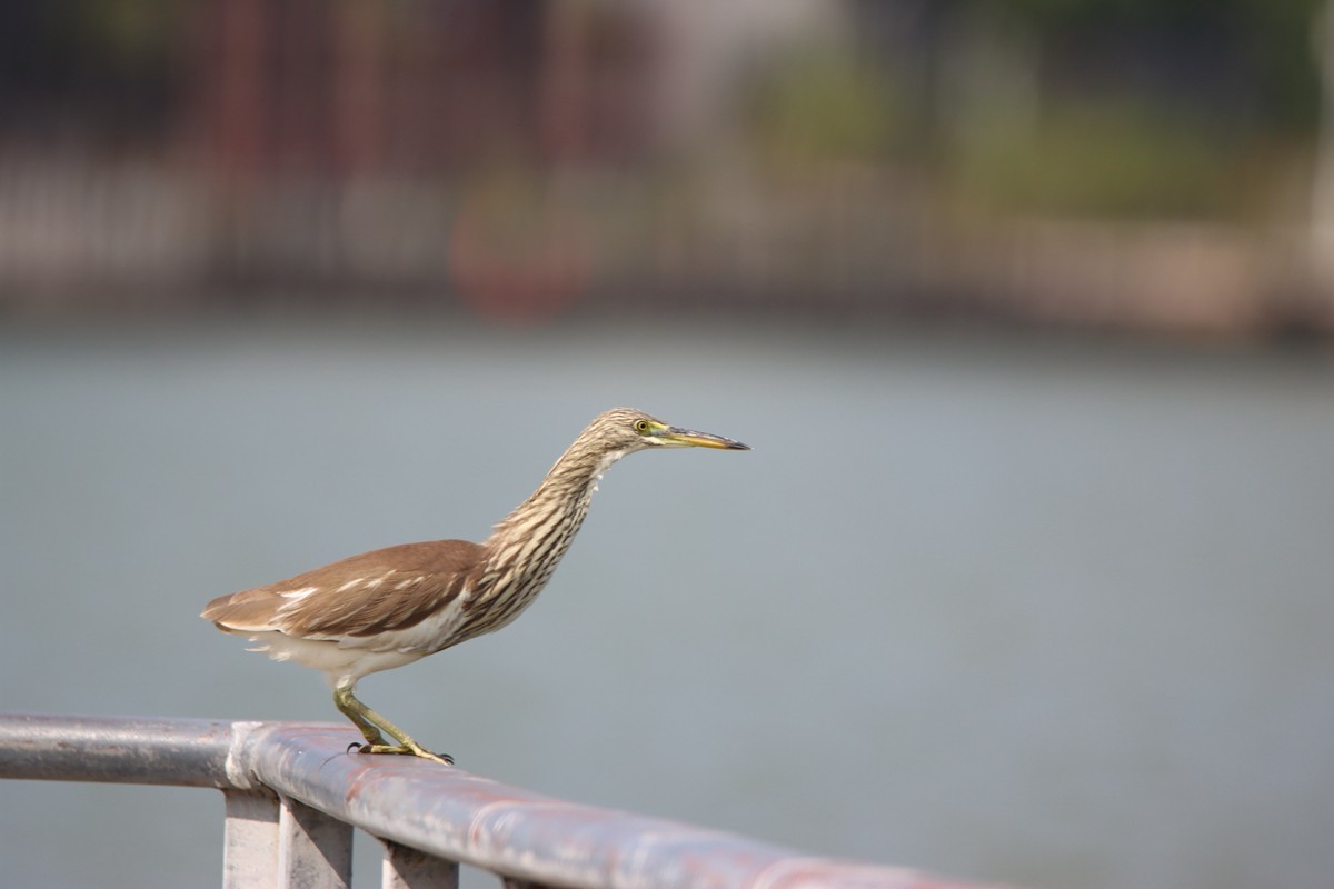 250101 抓拍池鹭起飞
