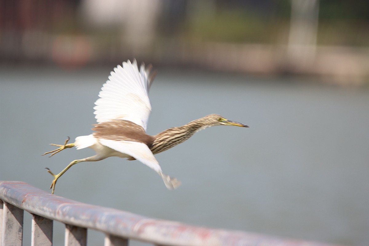 250101 抓拍池鹭起飞