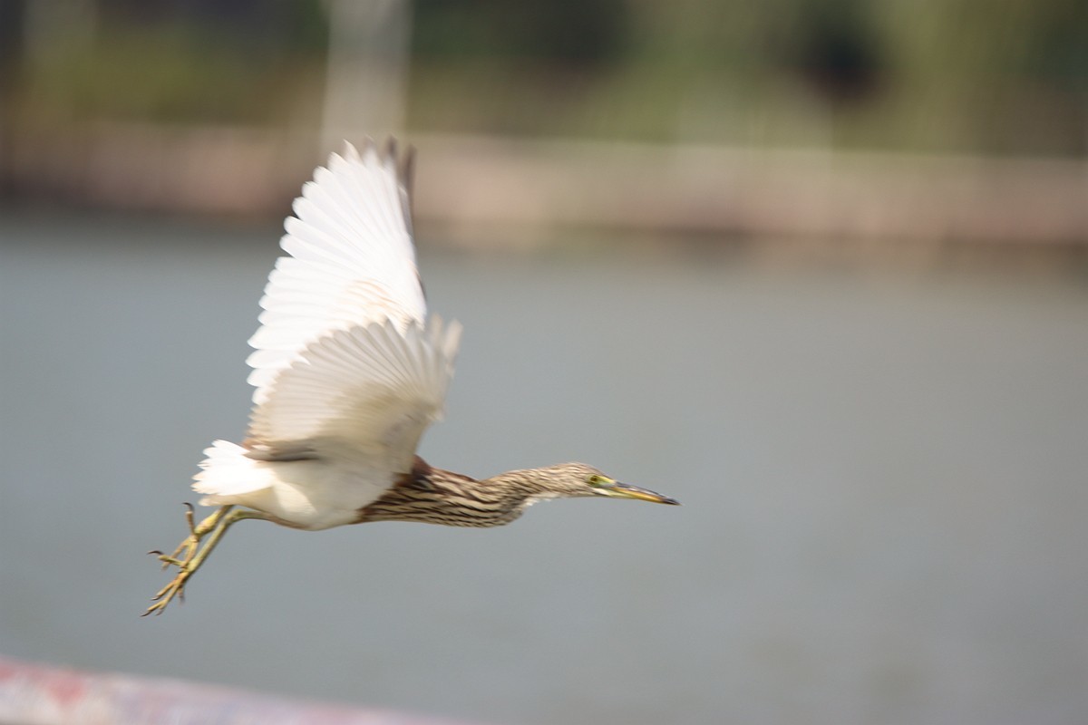 250101 抓拍池鹭起飞