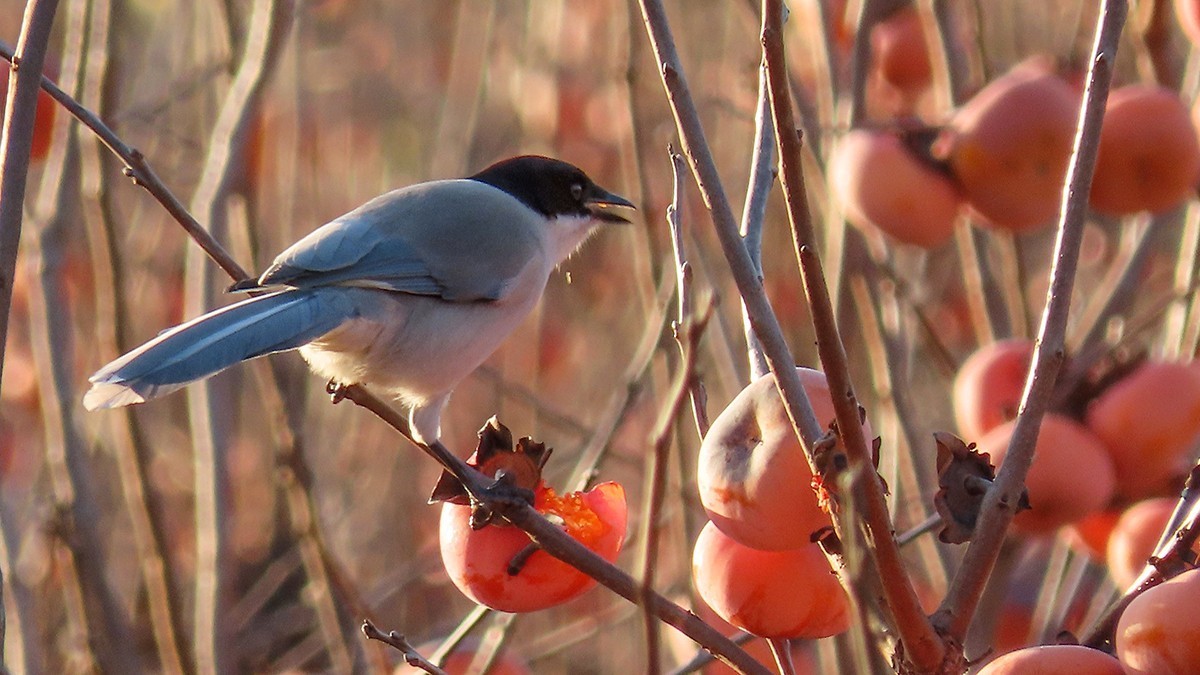柿子熟时满园红
