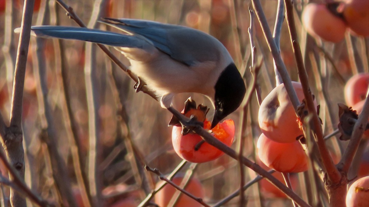 柿子熟时满园红