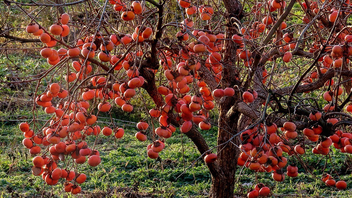 柿子熟时满园红