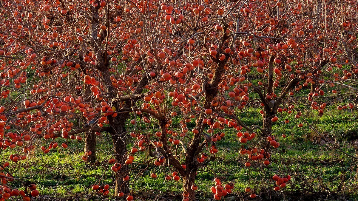 柿子熟时满园红