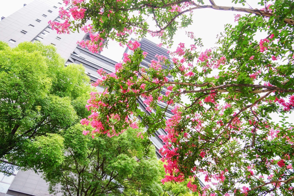 紫薇花