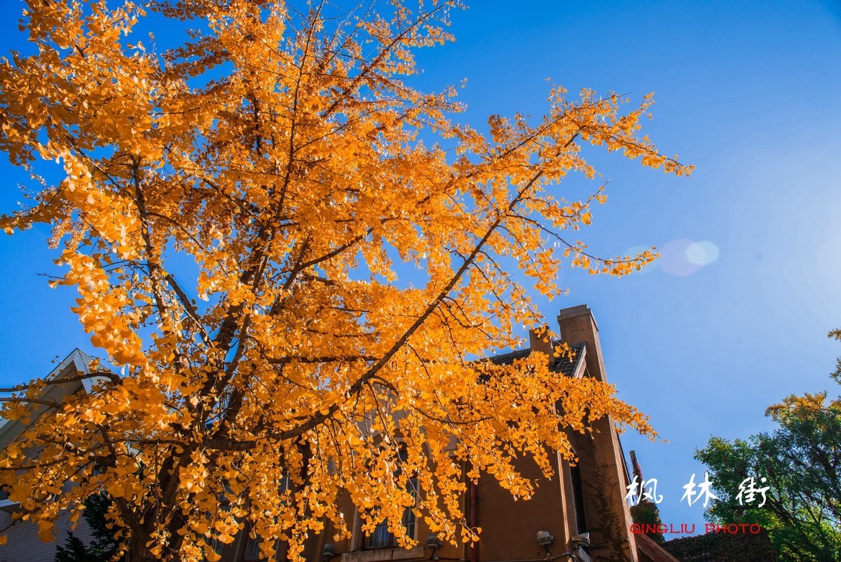 秋染枫林街（二）