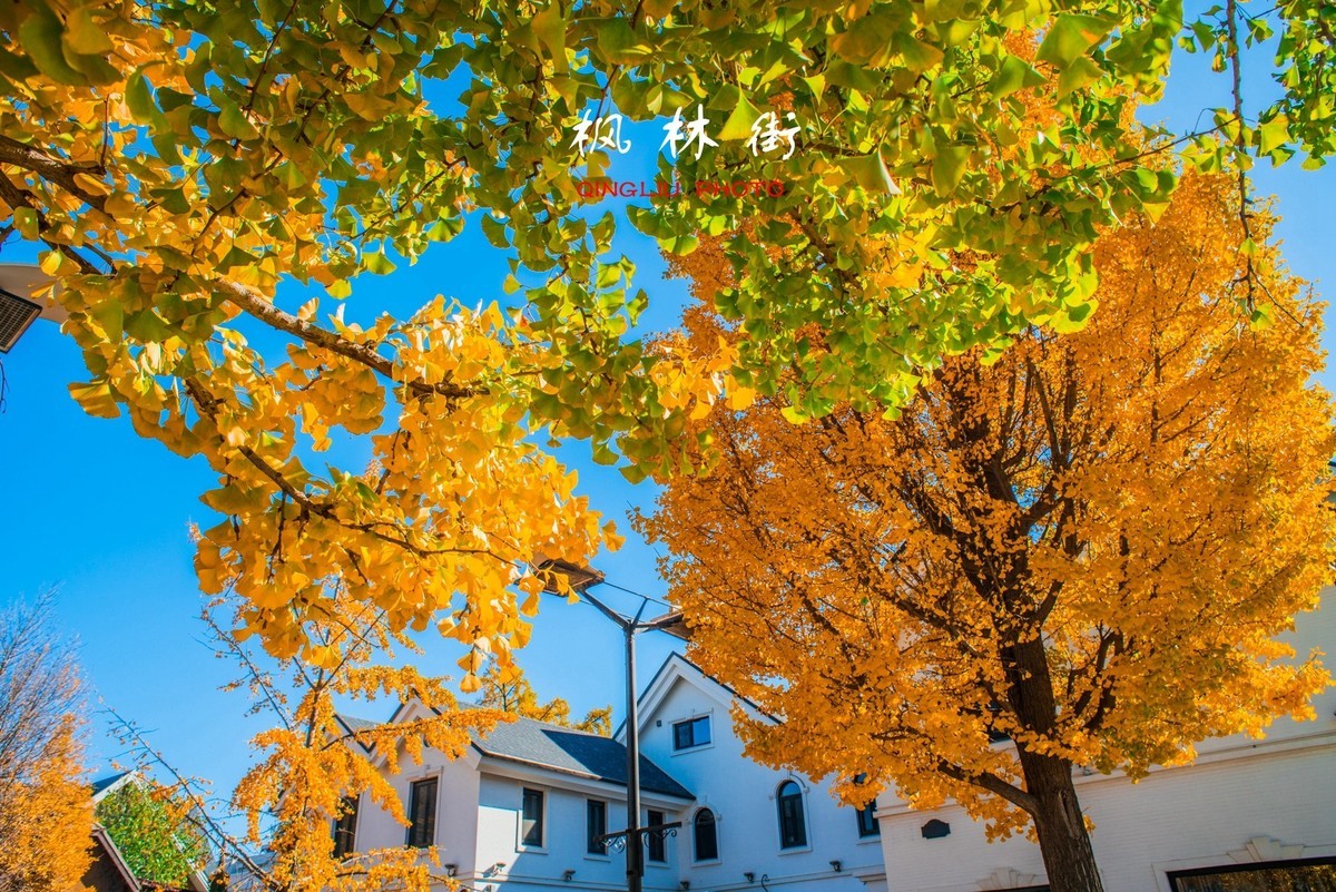 秋染枫林街（二）