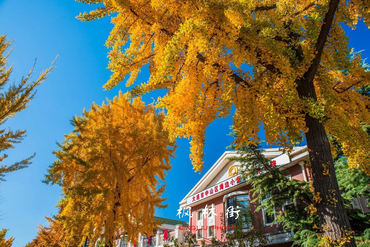 秋染枫林街（二）