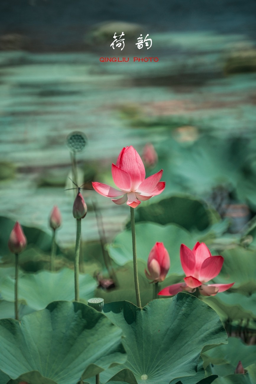 荷 韵 （竖版）之二