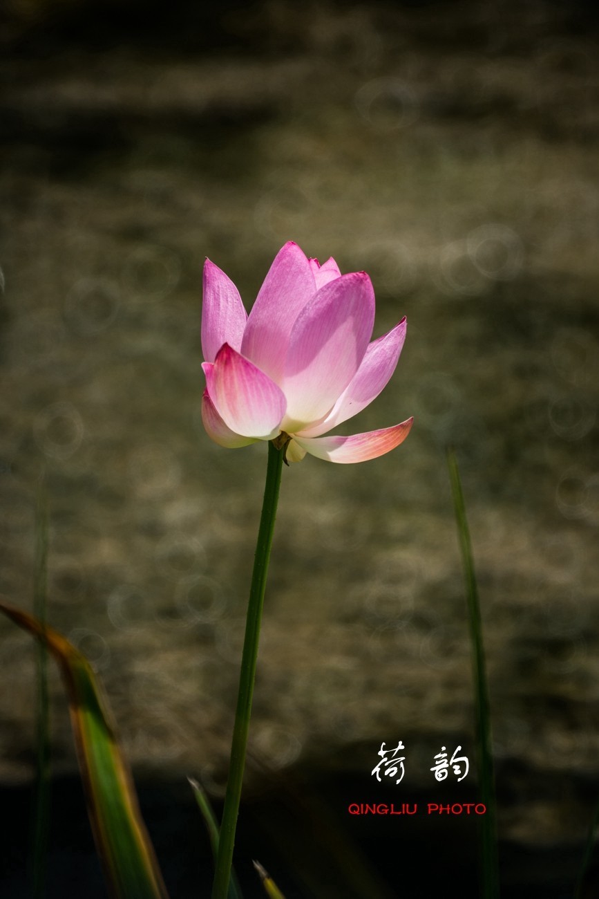 荷 韵 （竖版）之二