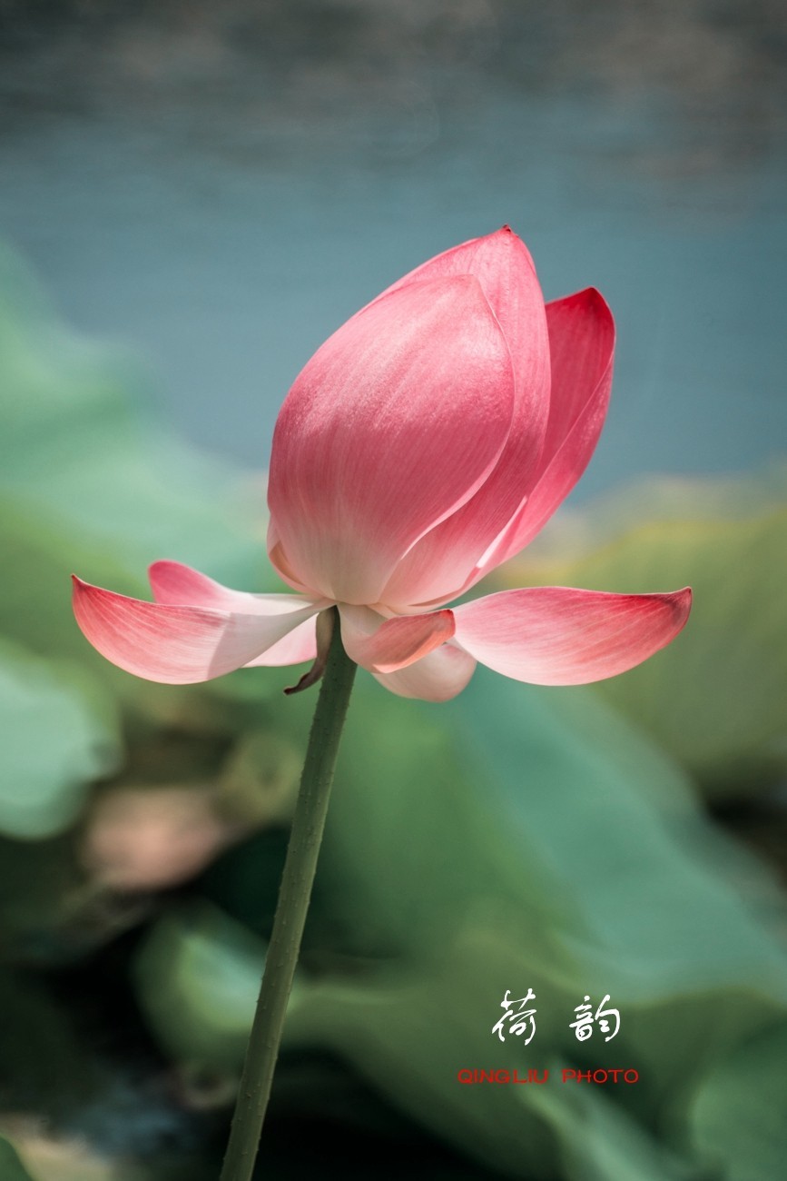 荷 韵 （竖版）之二