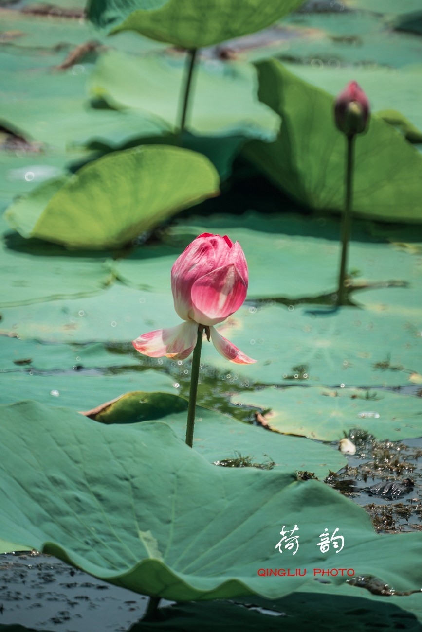 荷 韵 （竖版）之二