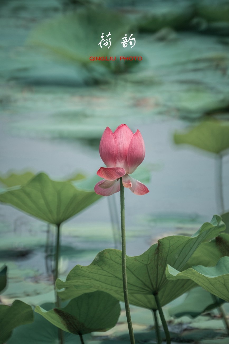 荷 韵 （竖版）之二