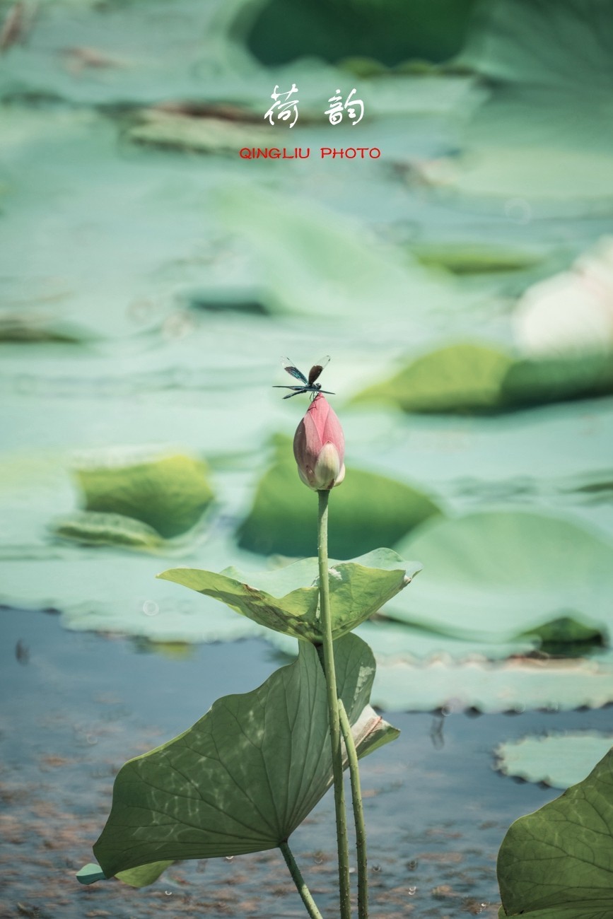 荷 韵 （竖版）之二