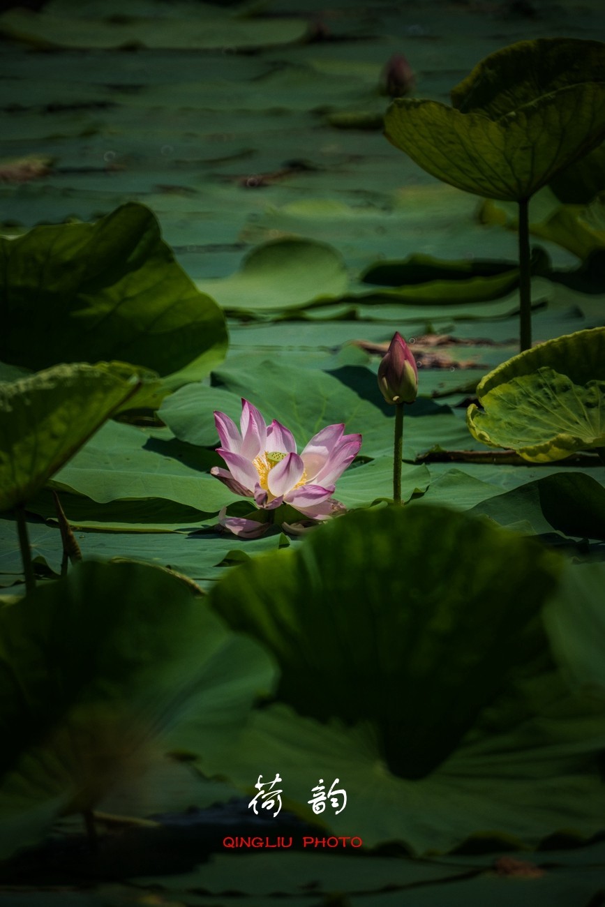 荷 韵 （竖版）之二