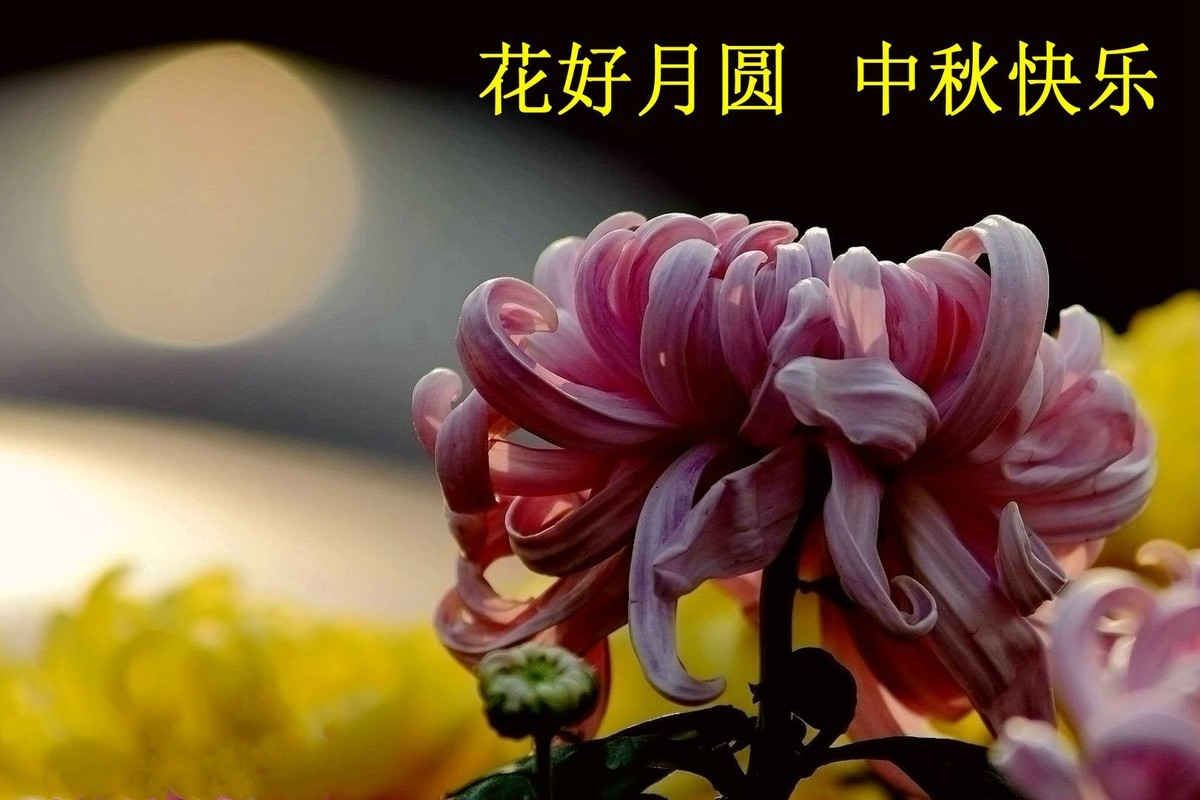 花好月圆，祝福各位老师中秋快乐