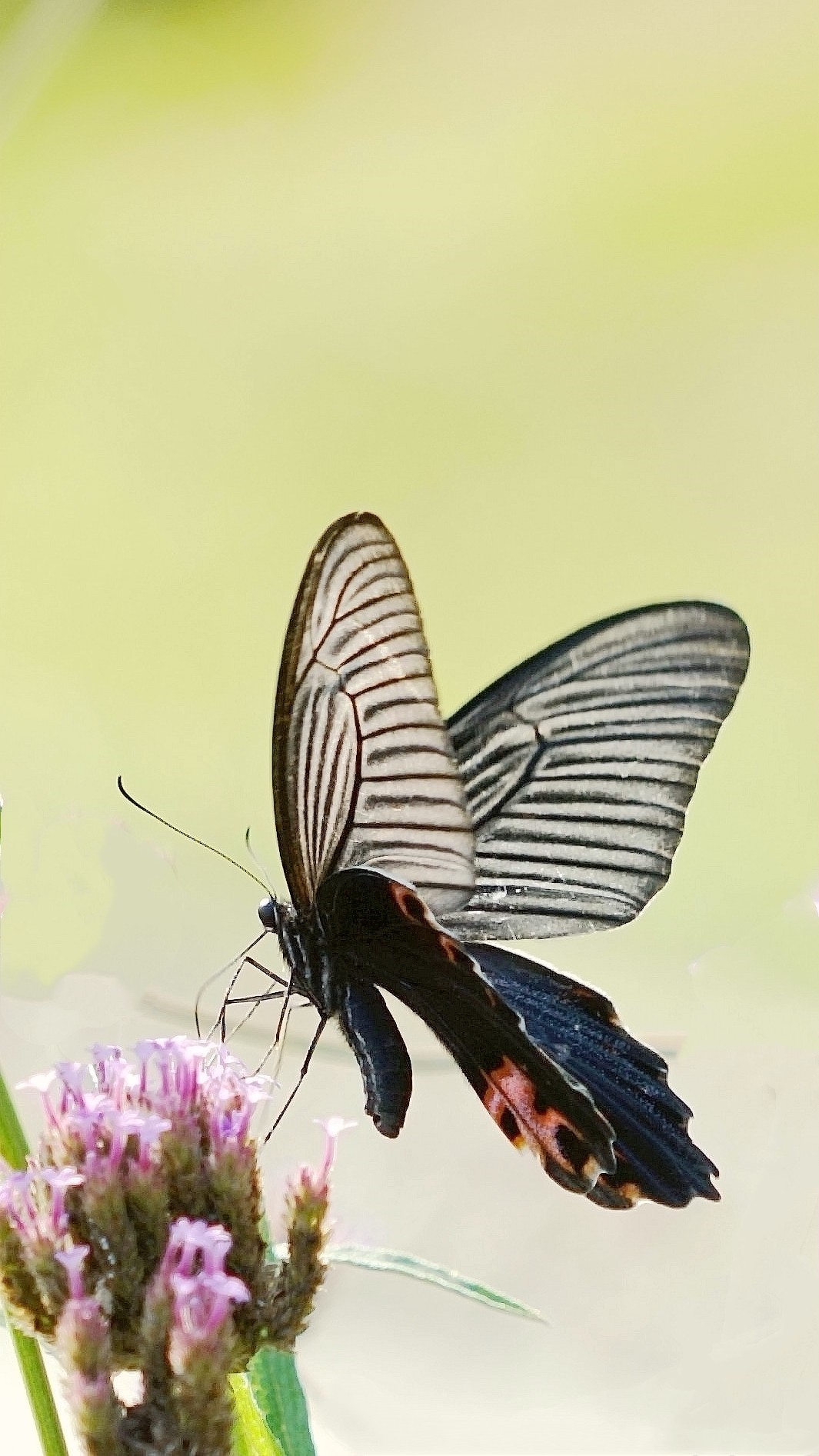 花好月圆，祝福各位老师中秋快乐