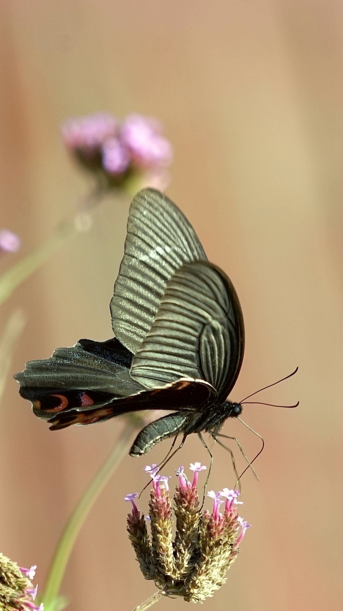 花好月圆，祝福各位老师中秋快乐
