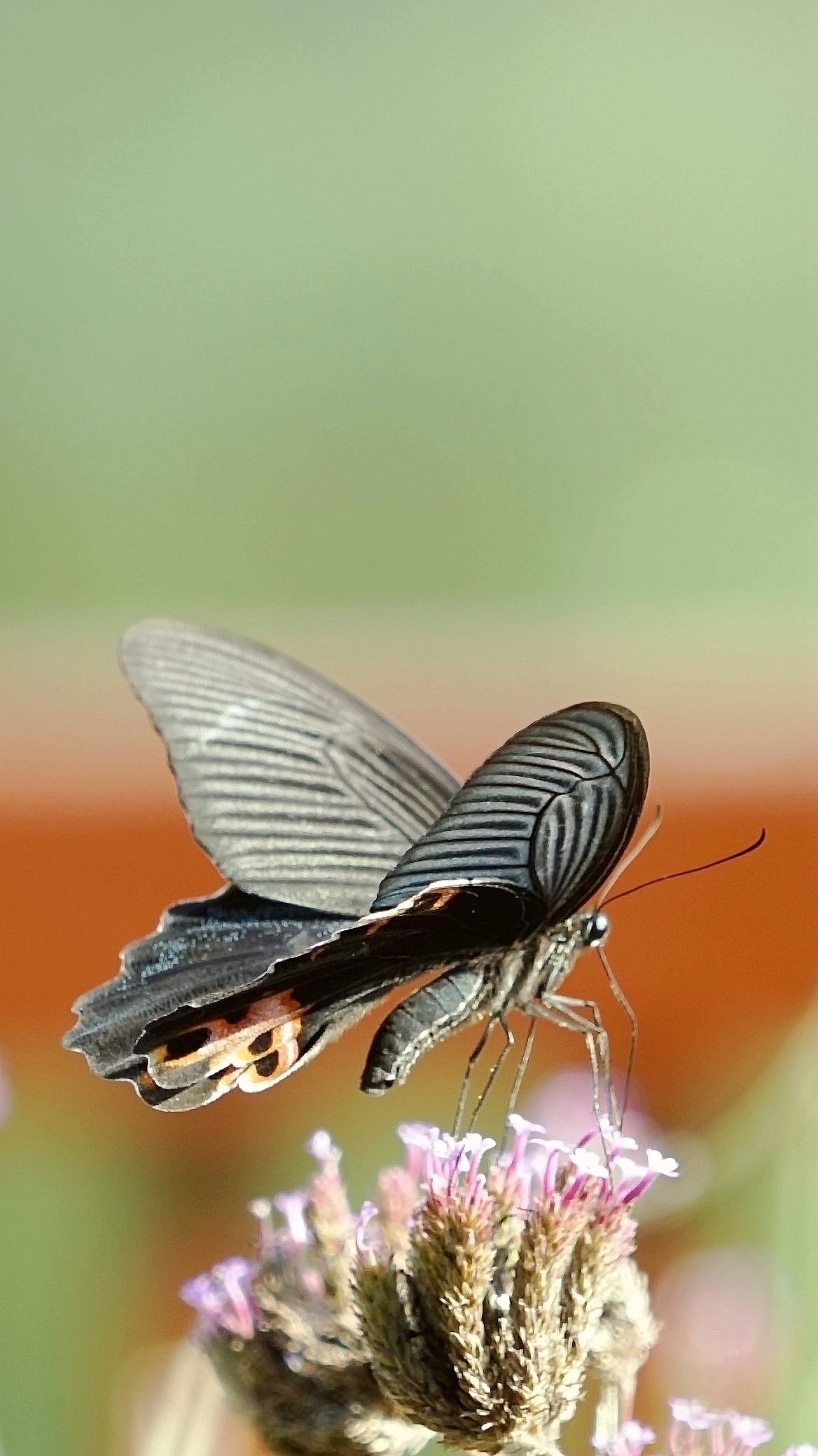 花好月圆，祝福各位老师中秋快乐
