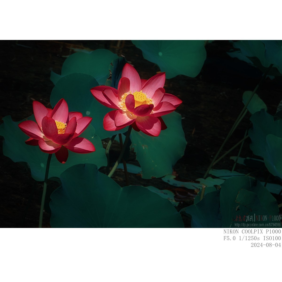 即将谢幕的夏场主角