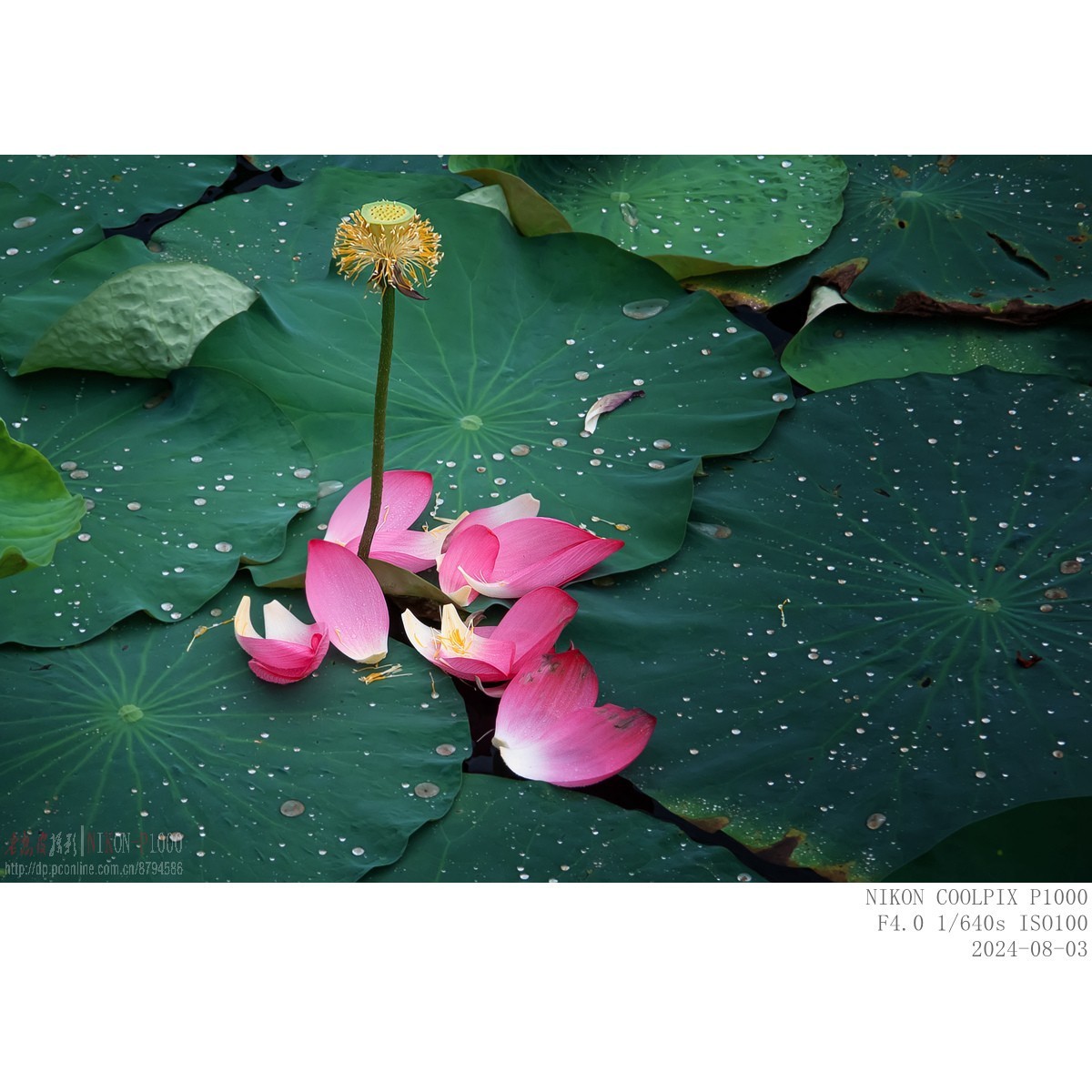 即将谢幕的夏场主角