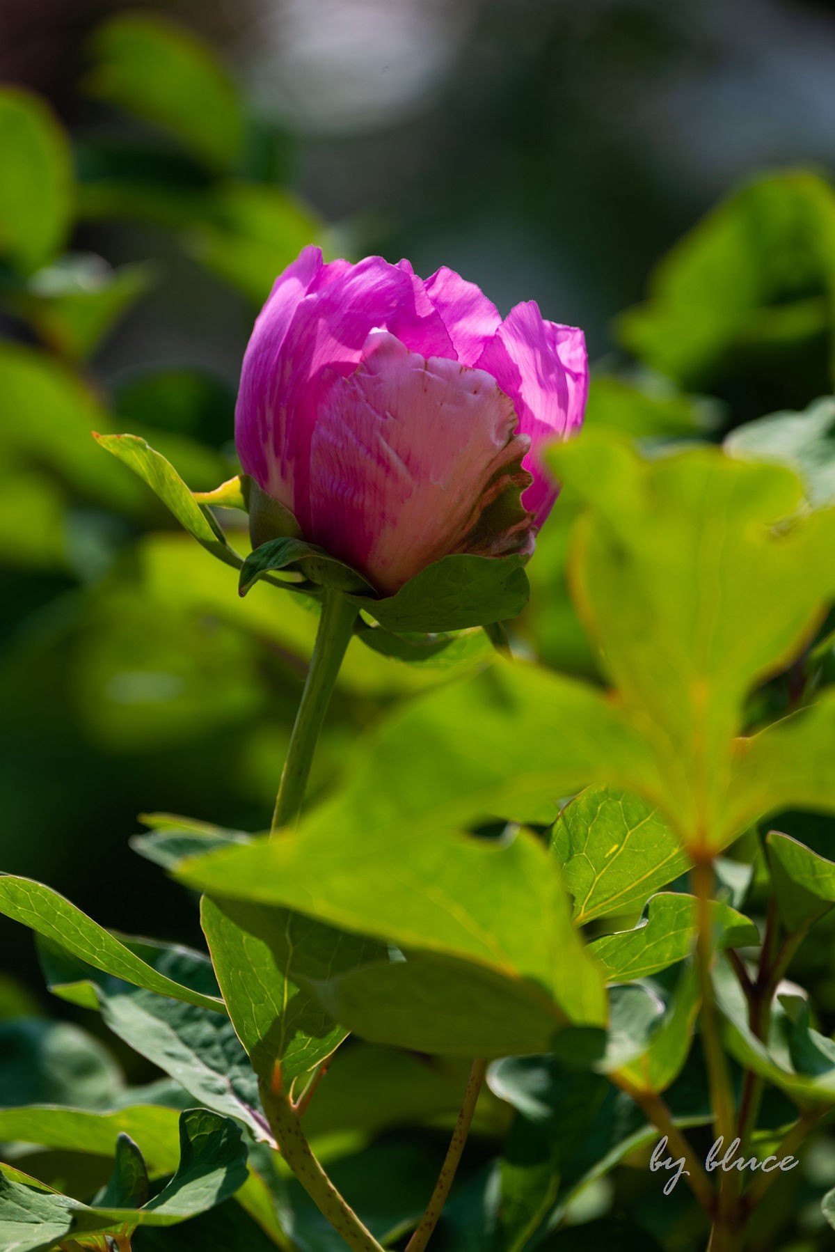 苏州植物园掠影（5）---完
