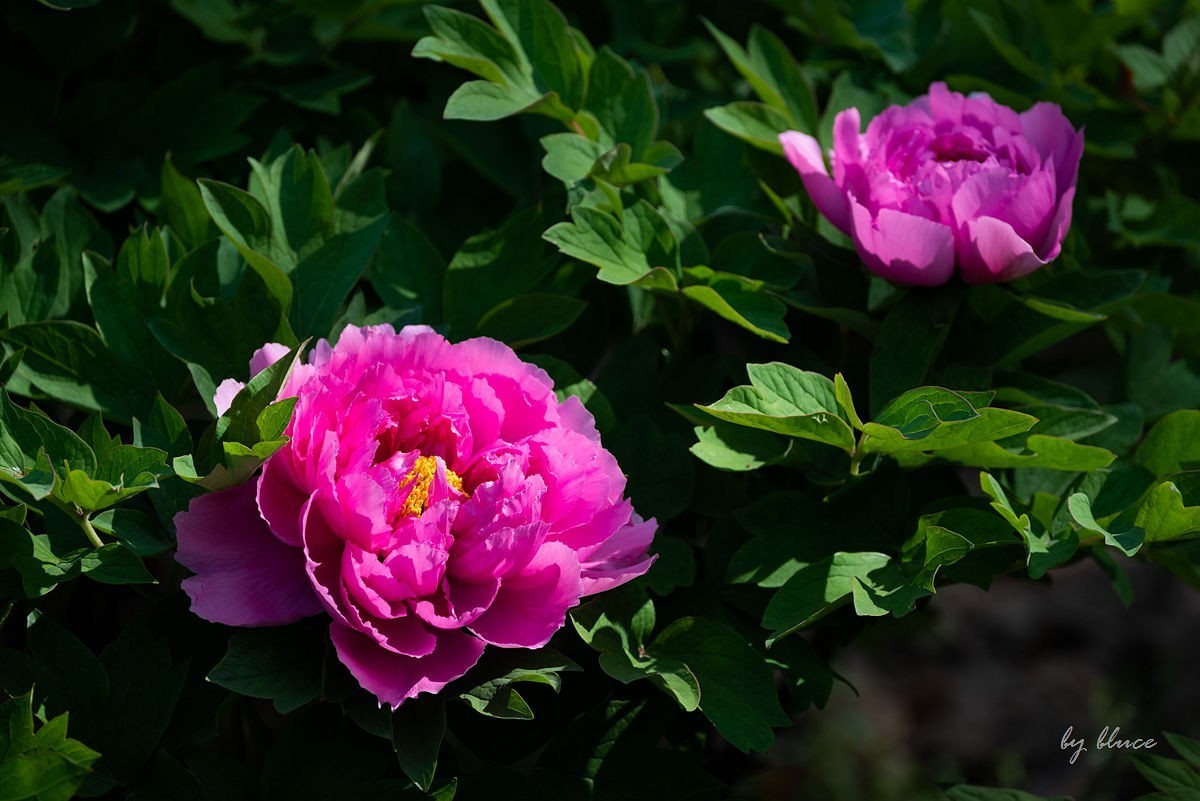苏州植物园掠影（5）---完