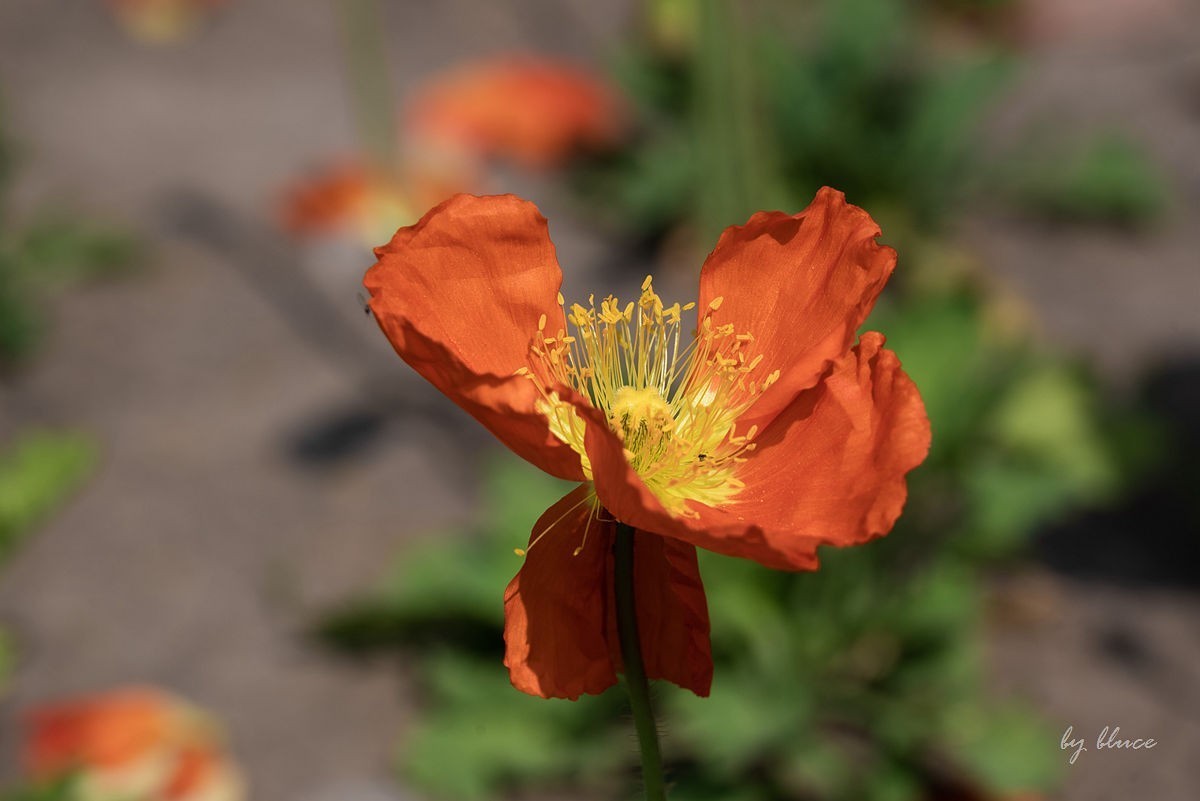 苏州植物园掠影（5）---完