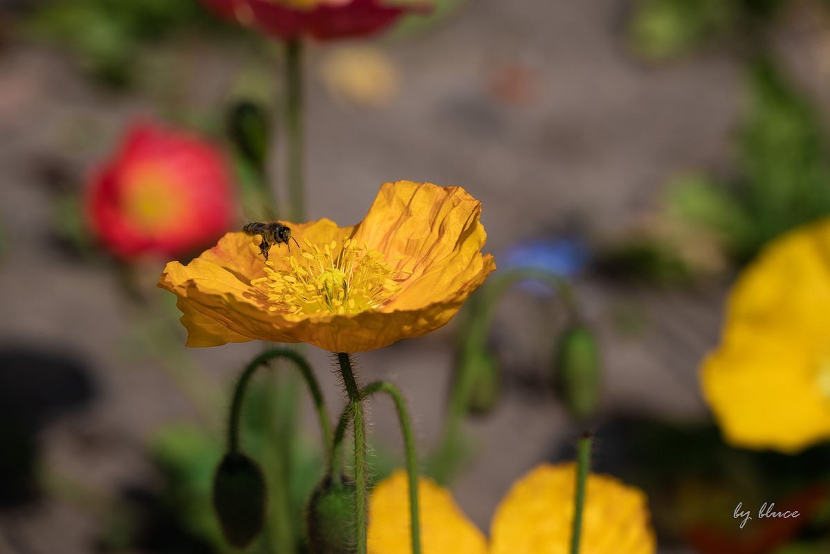 苏州植物园掠影（5）---完