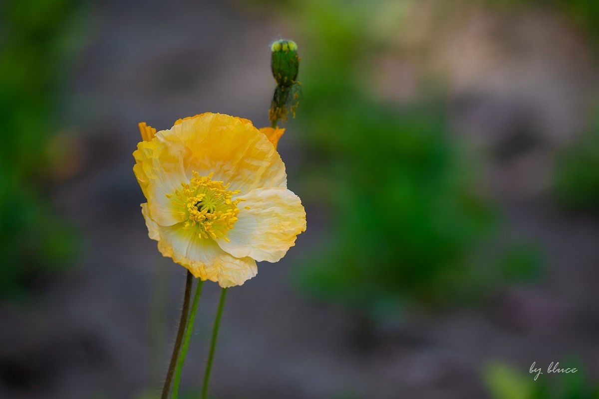 苏州植物园掠影（5）---完