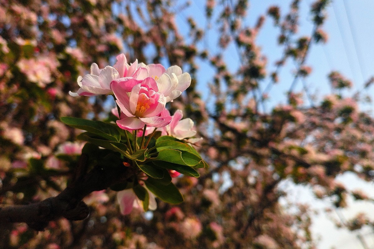 初春·街心公园