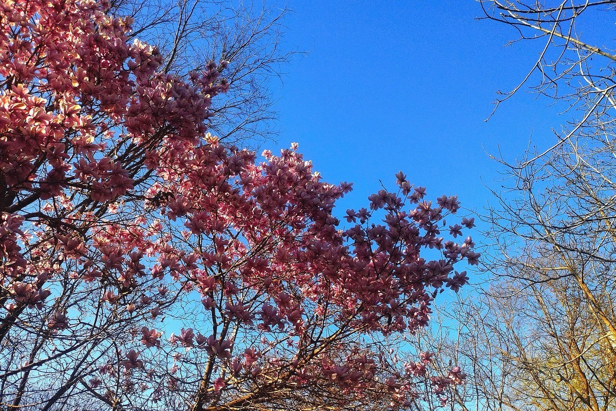 初春·街心公园