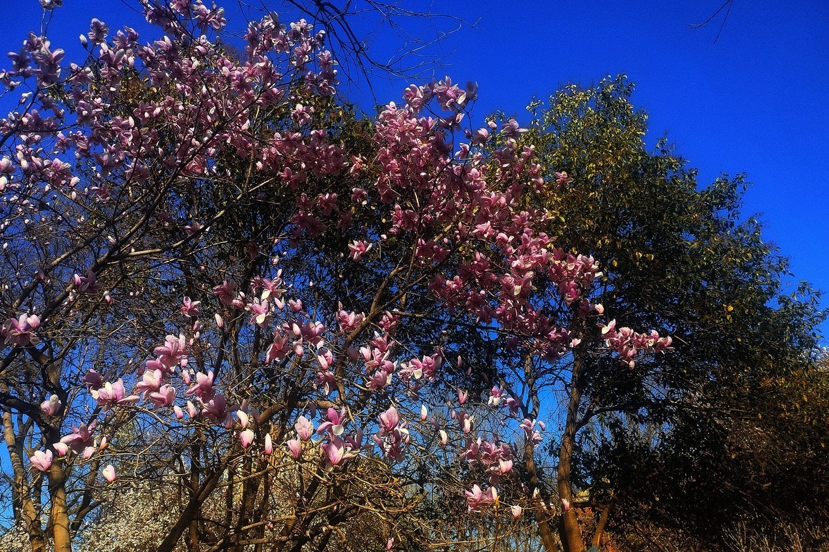 初春·街心公园