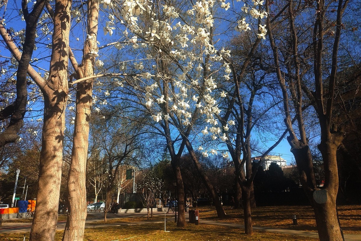 初春·街心公园