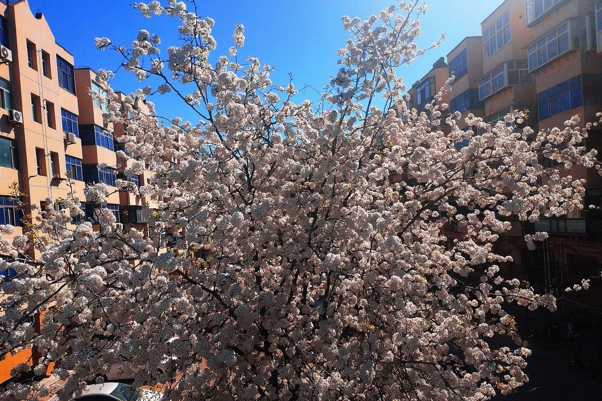 初春·街心公园