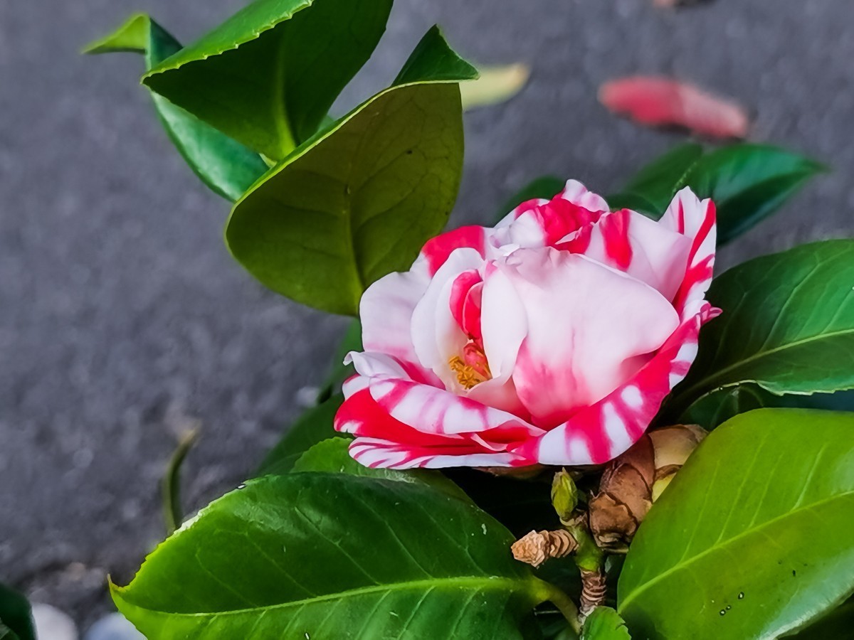 茶花