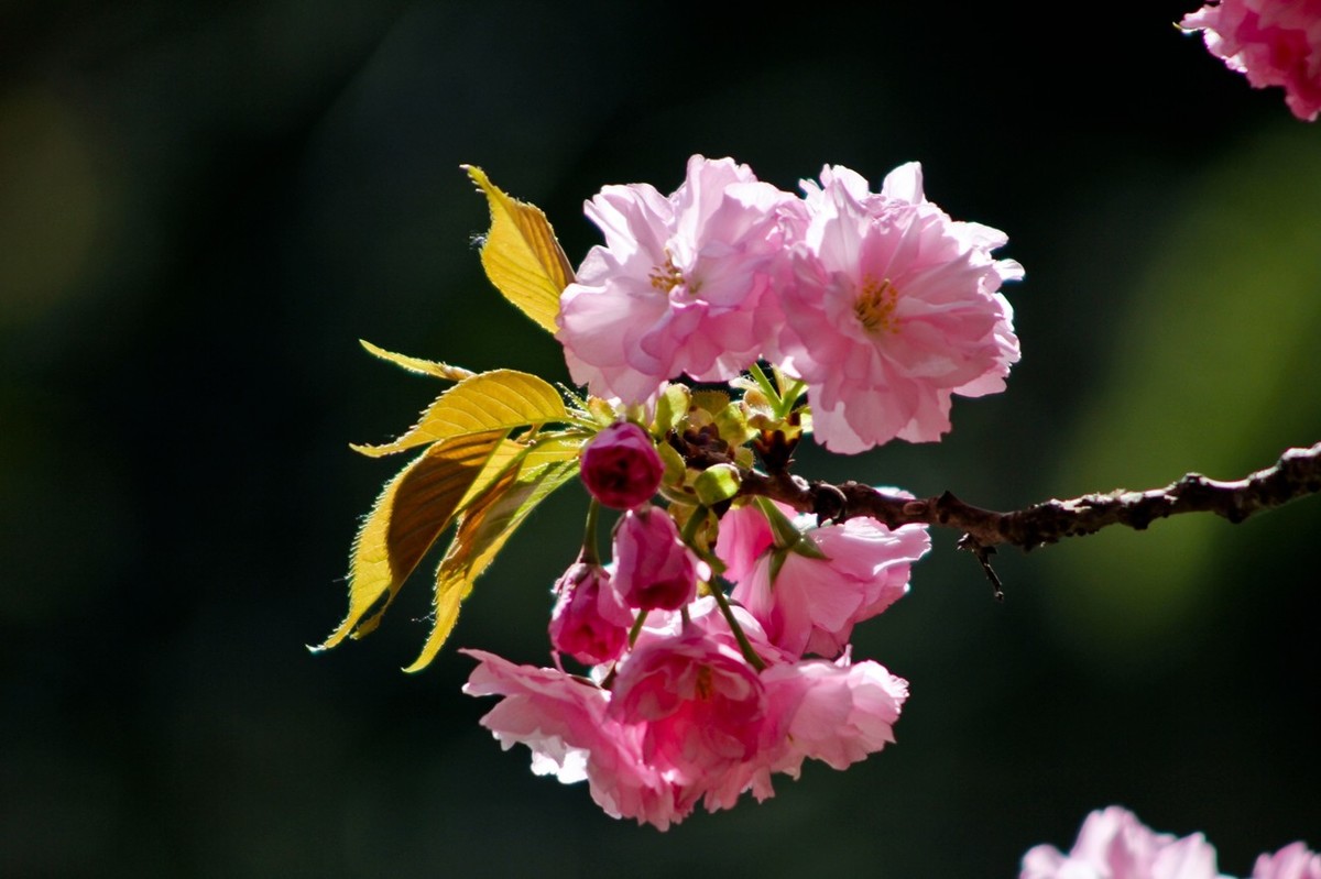 春天里——公园杂拍