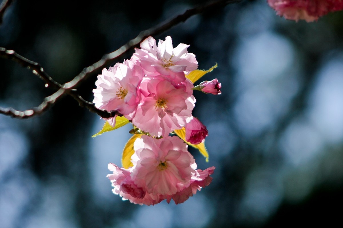 春天里——公园杂拍